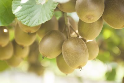 Plant & Food Research and Zespri’s Response to the Psa Outbreak