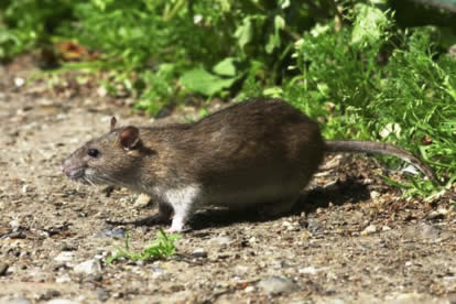 Species Selective Rodenticide
