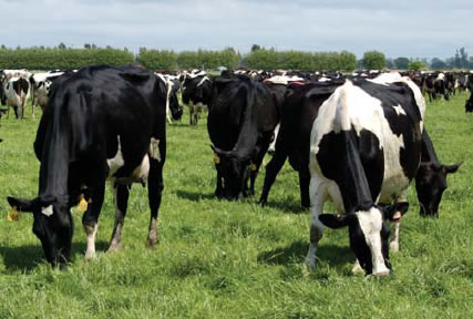 Eco-n™  reduces the environmental impacts of dairy farming and increases farm productivity & sustainability