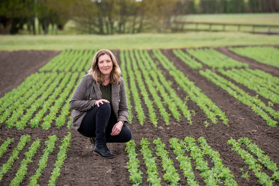 Potato Innovation Crop78