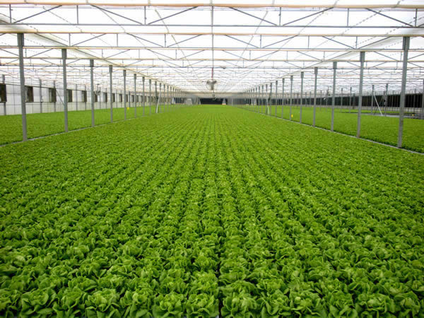 Greenhouse Lettuces