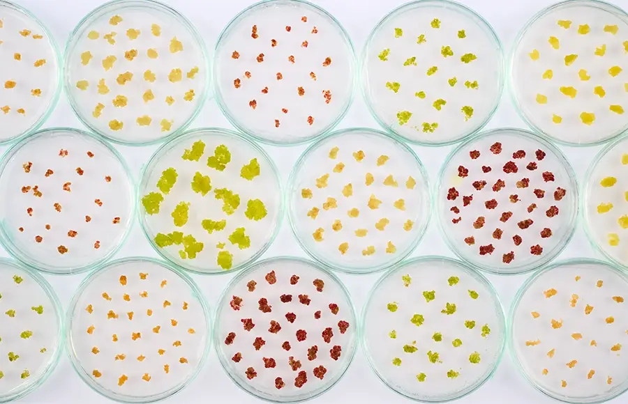 Forever Harvest Cells