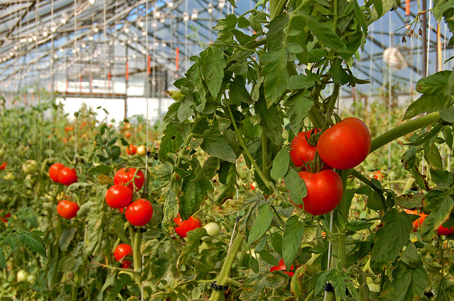 Putting the green back in greenhouses